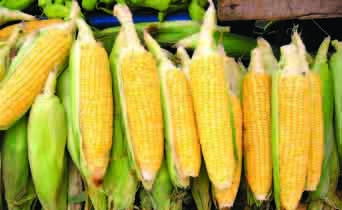 Γαλλικό «πράσινο φως» στη Μονσάντο - Media