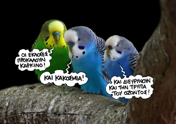parrots - Media