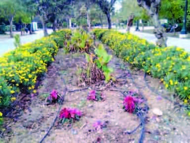 Ρημάζει το Πεδίον του Άρεως - Media