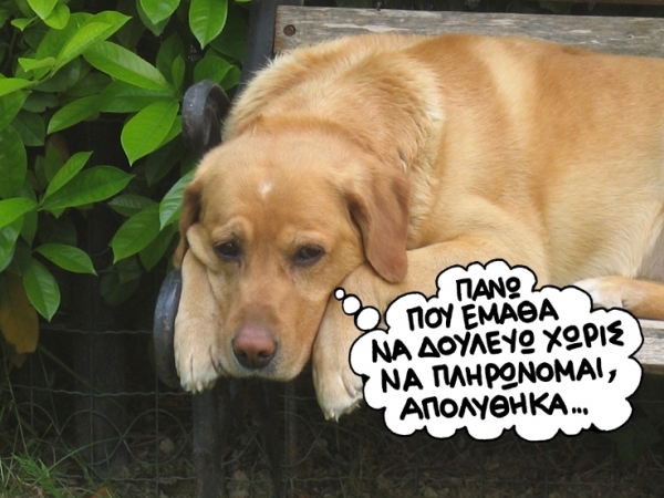 DOGGIE - Media