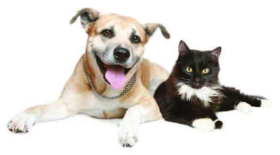 Πολιτικά παιχνίδια με τα αδέσποτα! - Media