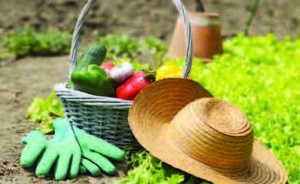 Κοινωνική γεωργία κόντρα στους μεσάζοντες - Media