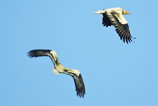 SOS για τον Ασπροπάρη - Media