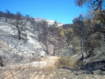 Για νέο Βατοπέδι στην Πεντέλη κάνει λόγο ο ΣΥΡΙΖΑ - Media