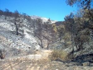 Αυξάνονται οι αντιδράσεις για τα φωτοβολταϊκά στην Πεντέλη - Διαμαρτύρονται και οι Οικολόγοι Πράσινοι - Media