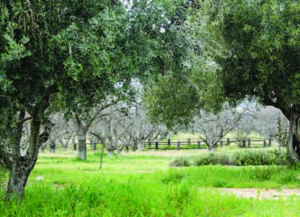 Πάρκο Τρίτση - Media