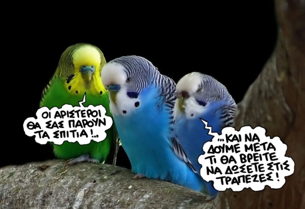 parrots - Media