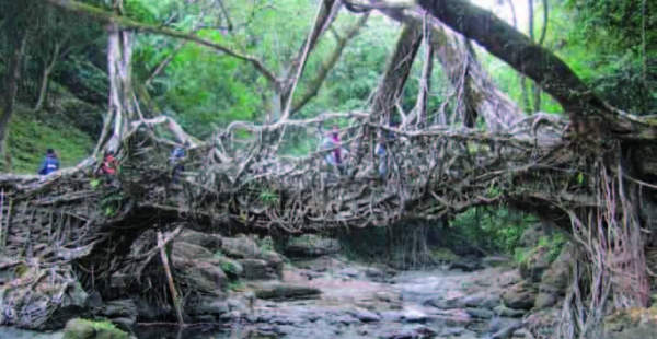 Οι ζωντανές γέφυρες! - Media