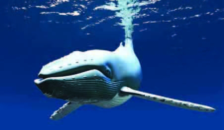 Homo Delphinus, homo balaena - Media