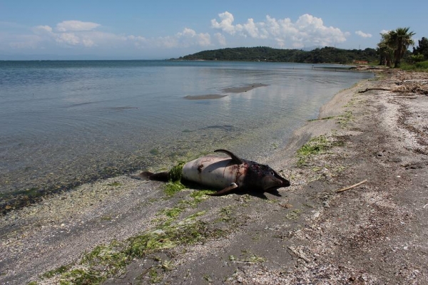 Ένα ακόμη νεκρό δελφίνι στις ακτές της Πρέβεζας - Media