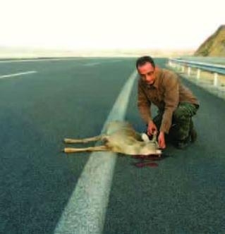 Πέρασµα θανάτου για την άγρια ζωή  - Media