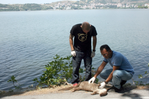 Βίδρα νεκρή από ΙΧ στην Καστοριά - Media