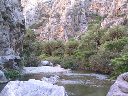 Τζάμπα ανθίζουν οι φοίνικες στην Πρέβελη - Media
