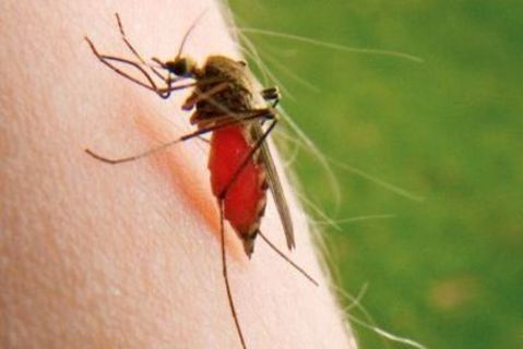 Στα 40 τα κρούσματα του ιού του Δυτικού Νείλου - Media
