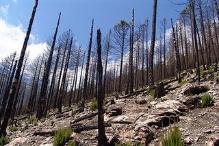 Ξεκινά η καταγραφή των ζημιών σε Χαλκιδική και Αρκαδία - Media