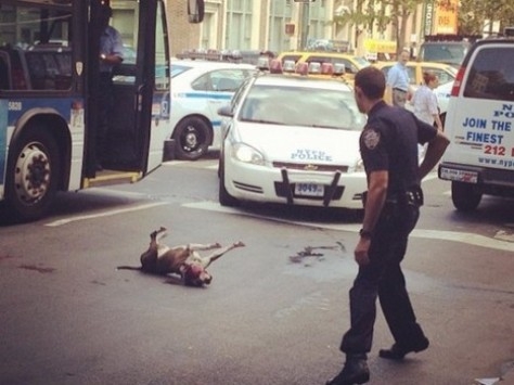 Αστυνομικός πυροβόλησε σκύλο - Media