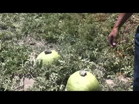 Καρπούζι 33 κιλών στη Σαντορίνη! (Video) - Media