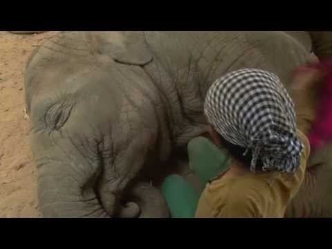 Νανουρίζοντας έναν ελέφαντα (Απολαυστικό Video) - Media
