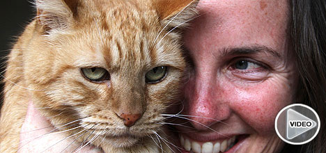 Έσωσαν γάτο με μετάγγιση αίματος από… σκύλο! - Media