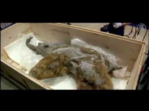 «Γιούκα», το μαμούθ ηλικίας 39.000 ετών! (Βίντεο) - Media