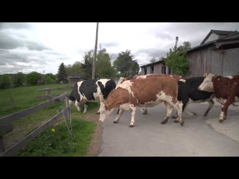 Συγκινητικό βίντεο: Αγελάδες που προορίζονταν για σφαγή αφήνονται ελεύθερες και χοροπηδάνε από τη χαρά τους!  - Media