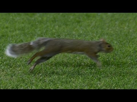 Πρωταγωνιστής σε αγώνα ένας… σκίουρος! (VIDEO) - Media