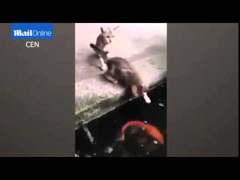 Απίστευτο: Ψάρι επιτίθεται σε γάτα! (Video) - Media