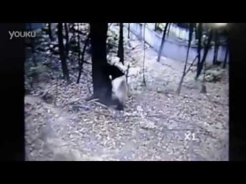 Πάντα με ψυχικό κλονισμό λόγω του σεισμού στην Κίνα  - Media