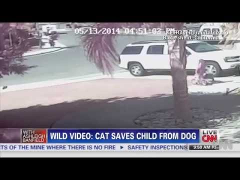 Γάτα σώζει 4χρονο παιδί από επίθεση σκύλου (Video) - Media