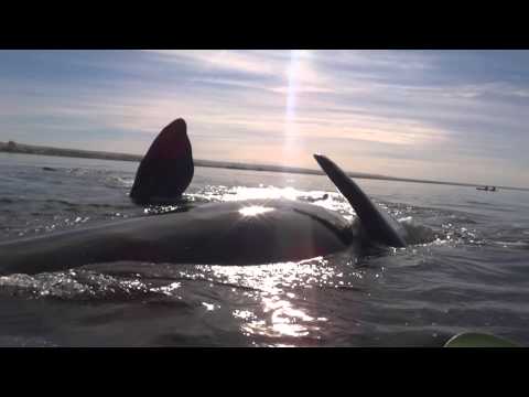 Φάλαινα ανασήκωσε καγιάκ στη ράχη της(Video) - Media