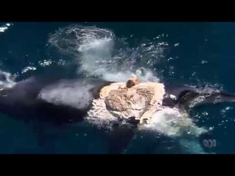 Η τρέλα του σέρφερ – Αψήφησε τους καρχαρίες για να ανέβει σε φάλαινα (Video)  - Media