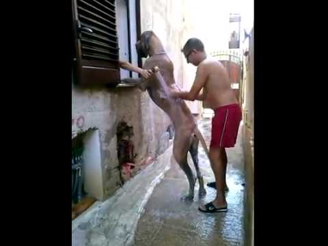 Εσείς πως κάνετε μπάνιο τον σκύλο σας; (Video) - Media
