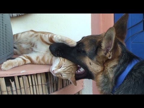 Η ανοιχτή επιστολή ενός πολίτη που βρήκε το σκύλο του δολοφονημένο… - Media