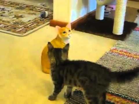 Τι κάνει μια γάτα όταν έχει μπροστά της ένα ομοίωμα γάτας; (Video) - Media