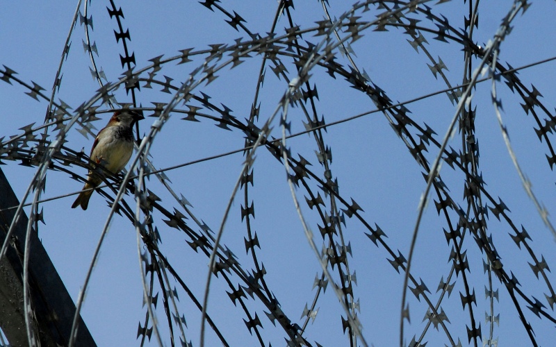 Ευρωπαϊκό Παρατηρητήριο: Απαράδεκτες συνθήκες κράτησης στις ελληνικές φυλακές - Media