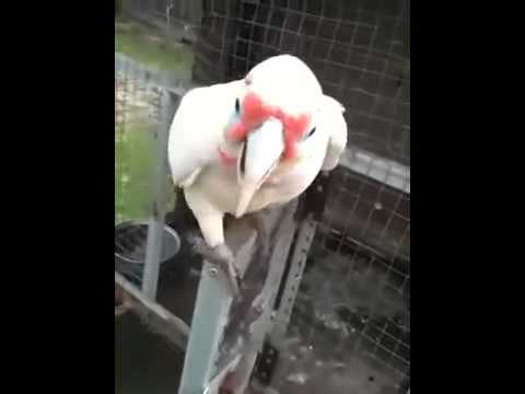 Παπαγάλος τραγουδά… «μακαρόνια με κιμά» (Video) - Media