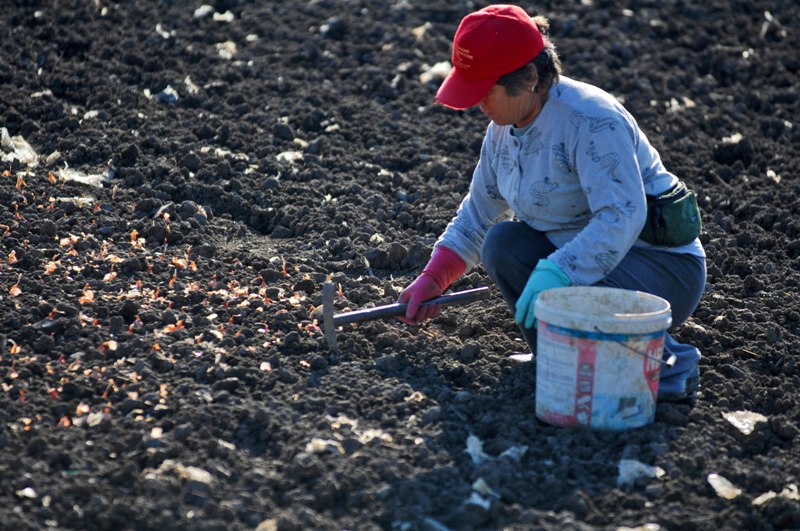 Αποζημιώσεις 8 εκ. θα δώσει ο ΕΛΓΑ για κατεστραμμένες αγροτικές παραγωγές - Media