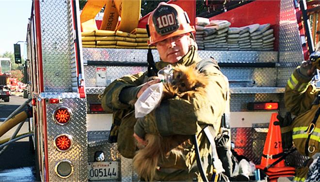 10.000 ευρώ ζήτησε η Πυροσβεστική για την διάσωση του… σκύλου της! - Media