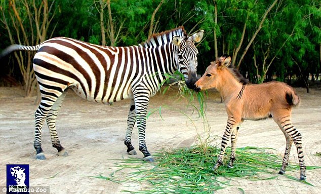 Ο απαγορευμένος έρωτας μίας ζέβρας με ένα γαϊδούρι αλμπίνο και το νέο είδος ζώου που γεννήθηκε - Media