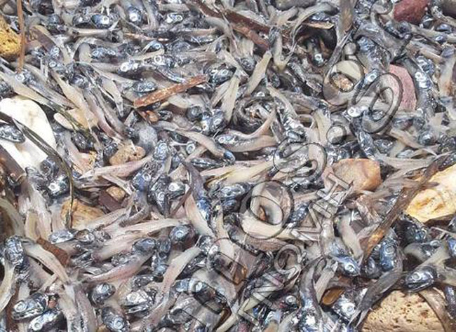 Tεράστια οικολογική καταστροφή στο Καρλόβασι της Σάμου! - Media