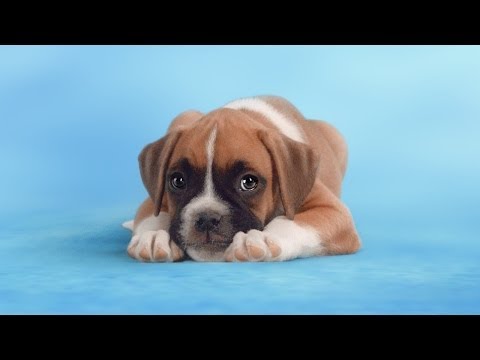 Βοηθήστε τα αδέσποτα βλέποντας το βίντεο - Media