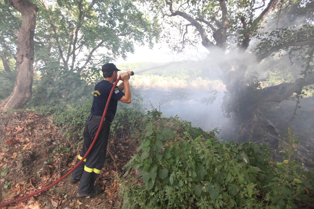 Πυρκαγιά στο Πανόραμα Ευβοίας - Media