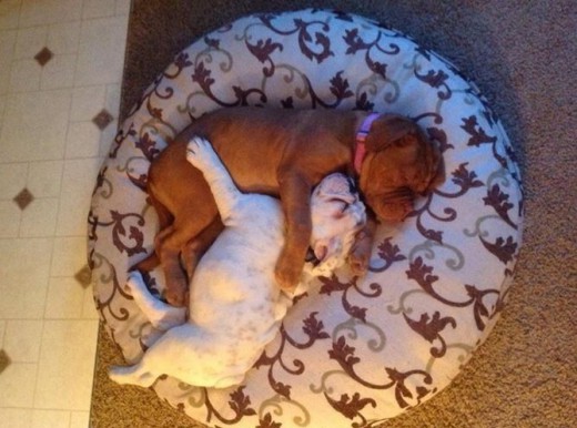 20 μαλλιαρές αγκαλιές - Media