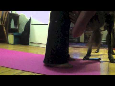 Τι μπορείτε να πάθετε αν δεν παίζετε με τον σκύλο σας (Video) - Media