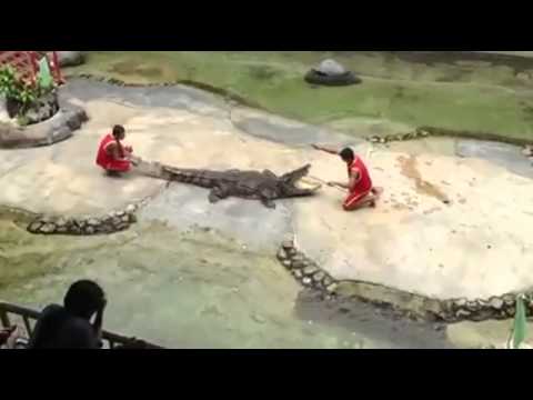 Kροκόδειλος αρπάζει από το κεφάλι τον εκπαιδευτή του - (Βίντεο) - Media