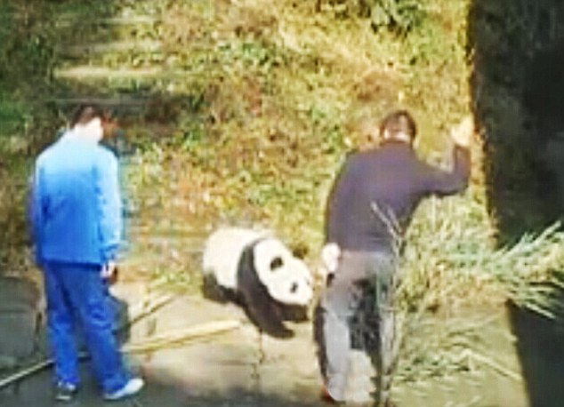 Φύλακας χτυπούσε αρκουδάκι Πάντα (Video) - Media