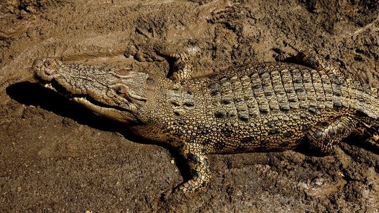 Το τελευταίο κολύμπι - Media