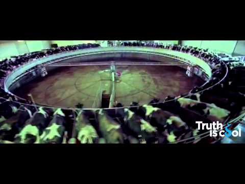 Δείτε πως μεταχειρίζονται οι εταιρείες τα ζώα (Video) - Media