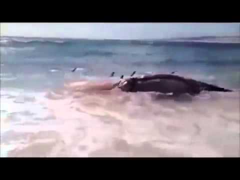 Καρχαρίες επιτίθενται σε φάλαινα (Video) - Media