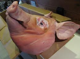 Τα γουρούνια έχουν την ίδια μούρη… - Media